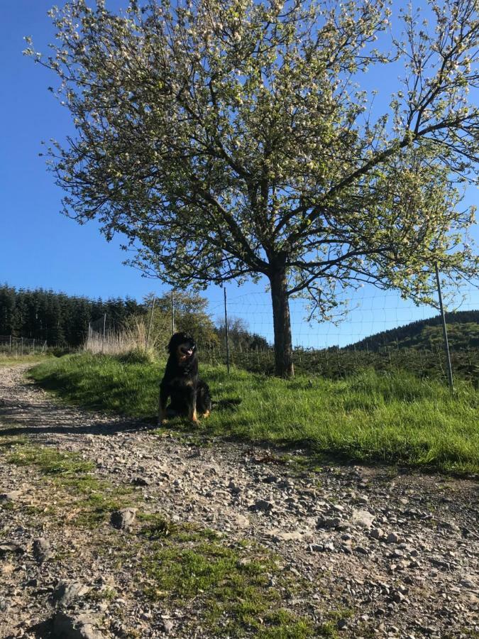 Ortmanns Eulennest Villa Finnentrop Dış mekan fotoğraf